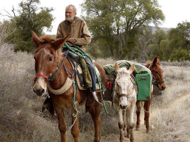 Mules Animal – All About These Reliable Pack Animals!